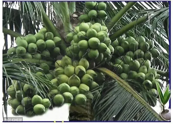 Natural Coconut Plant