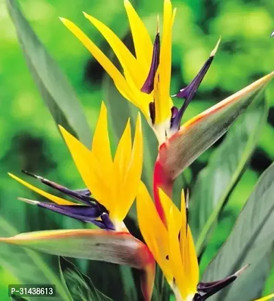 Natural Bird Of Paradise Plant-thumb2