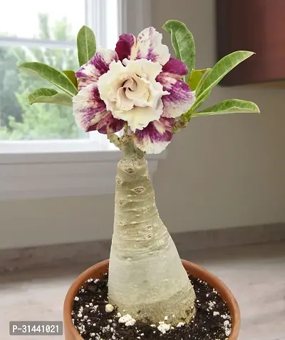 Natural Adenium Plant-thumb0