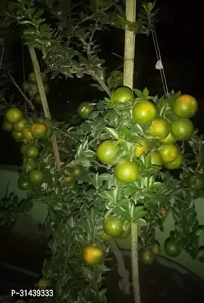 Natural Lemon Plant