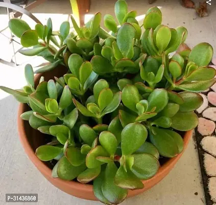 Natural Jade Plant-thumb0