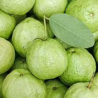 Guava Plant-thumb3