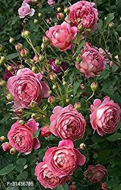 Natural Rose Plant-thumb0