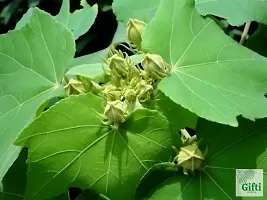 Natural Lotus Plant-thumb3