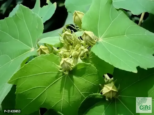 Natural Lotus Plant-thumb4