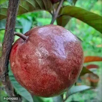 Guava Plant