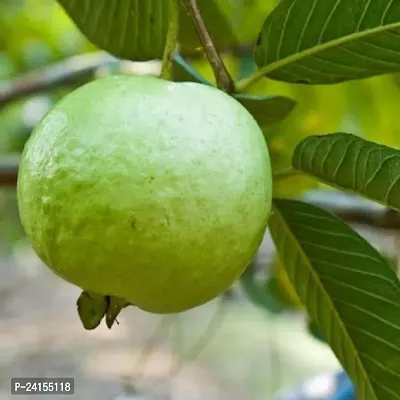 Guava Plant-thumb0