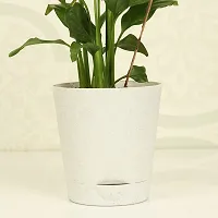 Natural Peace Lily Plant-thumb3