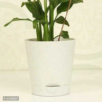 Natural Peace Lily Plant-thumb4