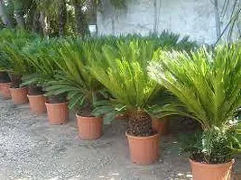 Natural Cycus Revoluta Plant-thumb3