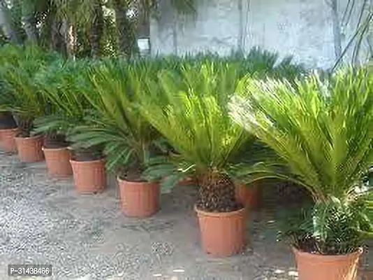 Natural Cycus Revoluta Plant-thumb4