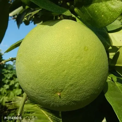 Natural Lemon Plant-thumb2