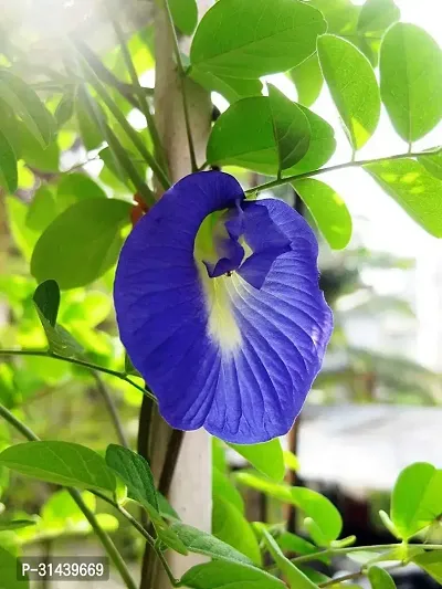 Natural Aparajita/ Butterfly Pea Plant-thumb0