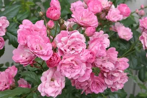 Natural Rose Plant-thumb1