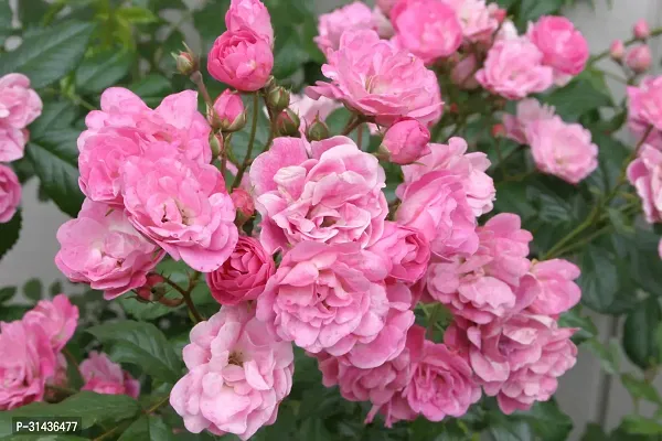 Natural Rose Plant-thumb2