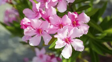 Natural Oleander Plant-thumb2