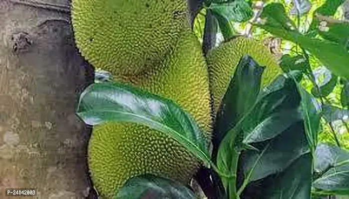 Jack Fruit Plant-thumb0