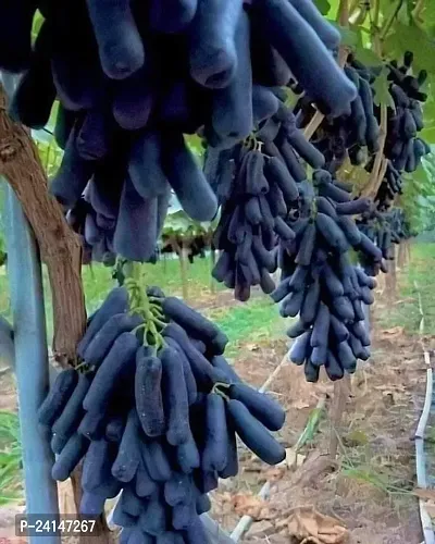 Grapes Plant