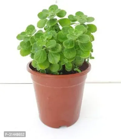 Natural Ajwain Plant-thumb0