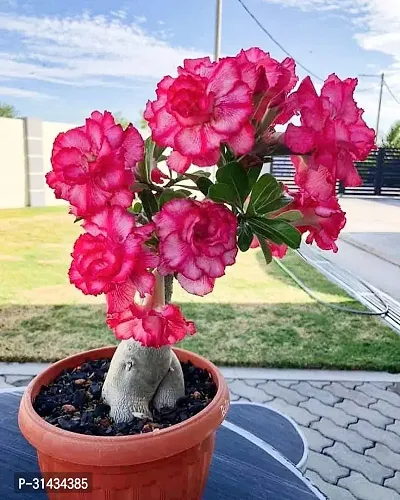 Natural Adenium Plant-thumb0