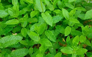 Natural Mint Plant-thumb3