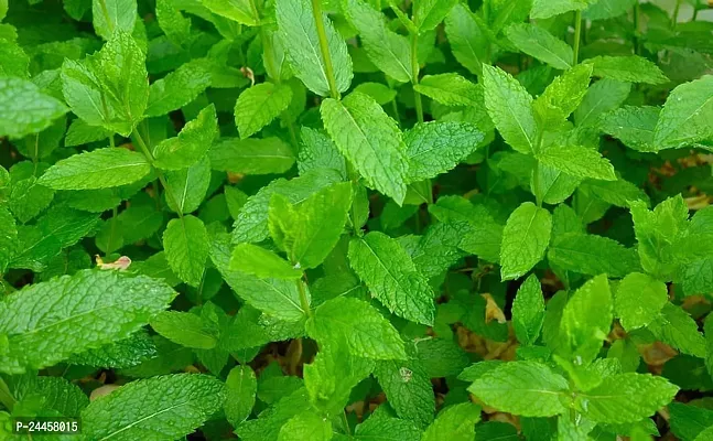 Natural Mint Plant-thumb4