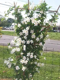 Natural Mandevilla Plant-thumb1