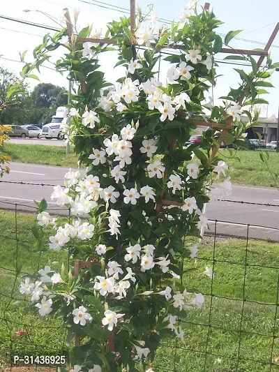 Natural Mandevilla Plant-thumb2