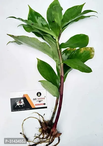 Natural Insulin Plant