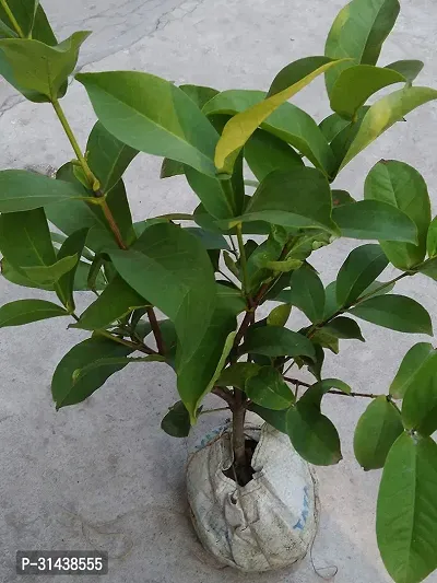 Natural Jamun Plant-thumb2