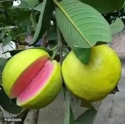 Natural Guava Plant-thumb0