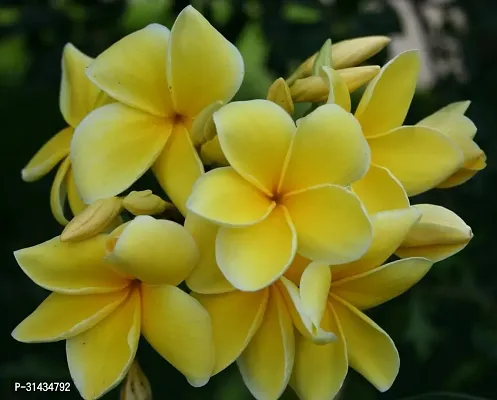 Natural Plumeria Plant-thumb0