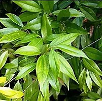 Natural Cinnamon Plant-thumb3