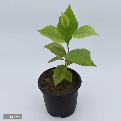 Natural Bel Plant-thumb0