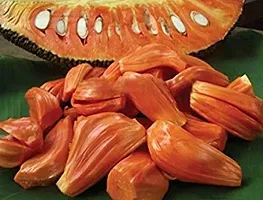 Natural Jack Fruit Plant-thumb3