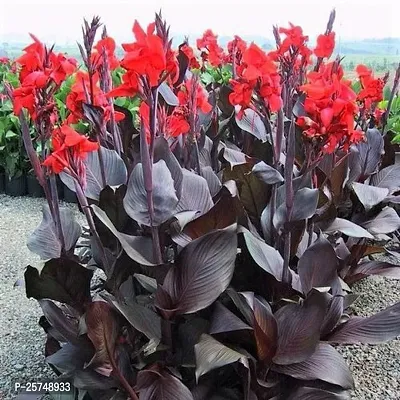 Canna Lily Plant-thumb0