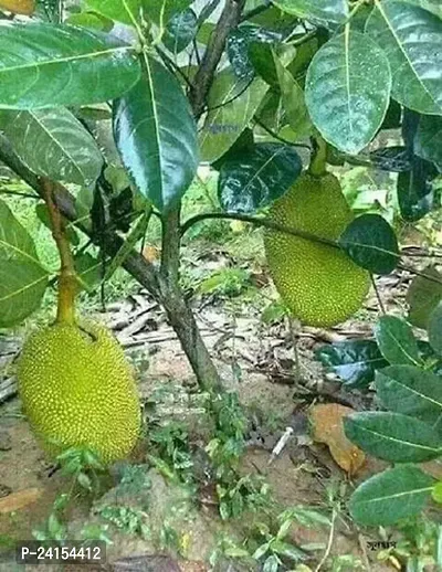 Jackfruit Plant