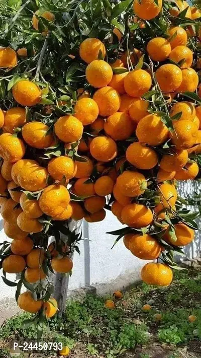 Natural Orange Plant