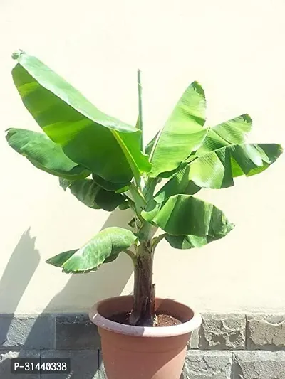 Natural Banana Plant-thumb0