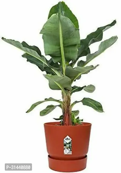 Natural Banana Plant