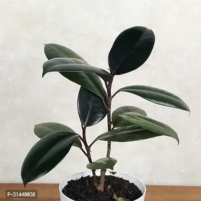 Natural Rubber Tree-thumb2