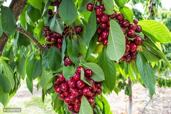 Natural Cherry Fruit Plant-thumb0