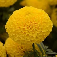 Marigold Plant-thumb1