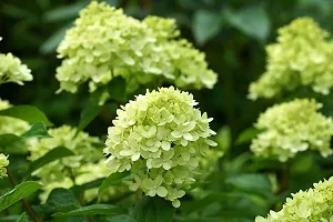 Natural Hydrangea Plant-thumb1