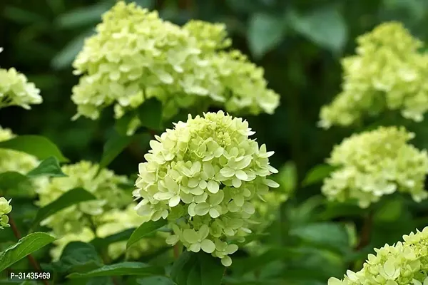 Natural Hydrangea Plant-thumb2