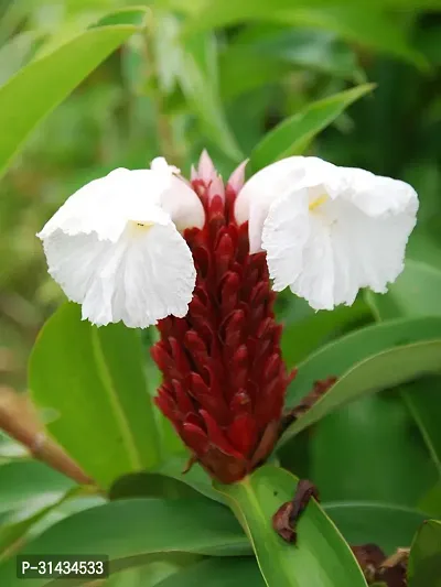 Natural Insulin Plant