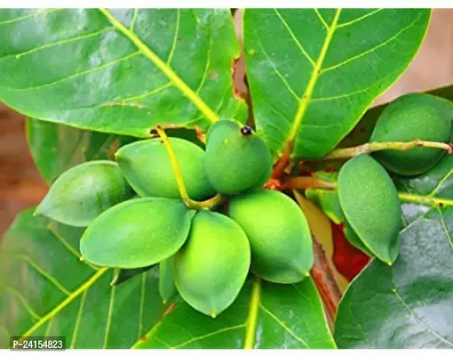 Almond Plant