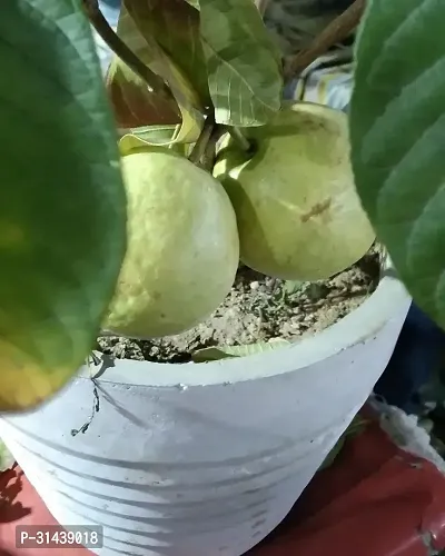 Natural Guava Plant-thumb0