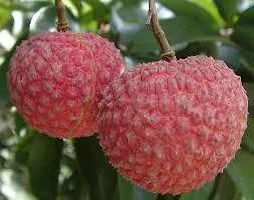 Natural Litchi Plant-thumb4