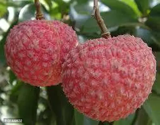 Natural Litchi Plant-thumb5